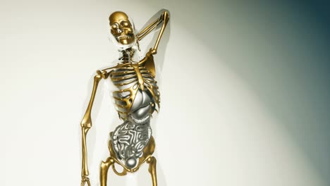 Menschliches-Skelettknochenmodell-Mit-Organen